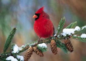 De rode kardinaal, officiële vogel van de staat Kentucky