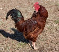 Rhode Island Red Hen Rhode Island Red Hen