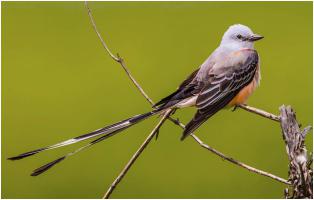 Zwaluwstaart-Koningstiran zwaluwstaart-Koningstiran