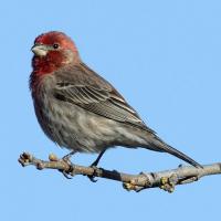 Het roodborstje - De vogel van Wisconsin